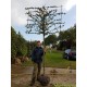 leibeuk, Carpinus betulus  Lucas
