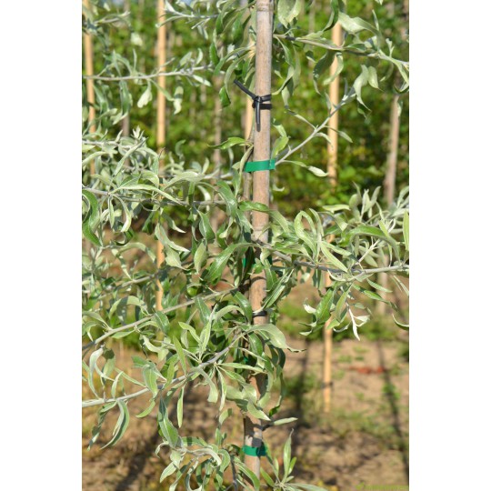 Leisierpeer, Pyrus salicifolia Pendula