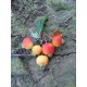 Leisierappel, Malus red Sentinel