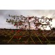 Leisierappel, Malus red Sentinel