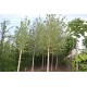 Betula Pendula in kwekerij