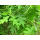 Lei eik, Quercus Robur