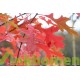 Lei eik, Quercus Robur