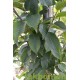 Carpinus betulus Fastigiata