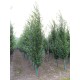 Carpinus betulus Fastigiata