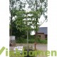leilinde-tilia-pallida-meerjarig-voorgeleide-leiboom.html