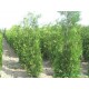 Thuja Brabant, Coniferen