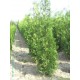 Thuja Brabant, Coniferen