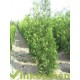 Thuja Brabant, Coniferen