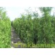 Thuja Brabant, Coniferen