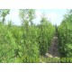 Thuja Brabant, Coniferen