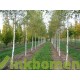 Betula Pendula, ruwe berk A kwaliteit