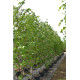 Liquidambar styraciflua