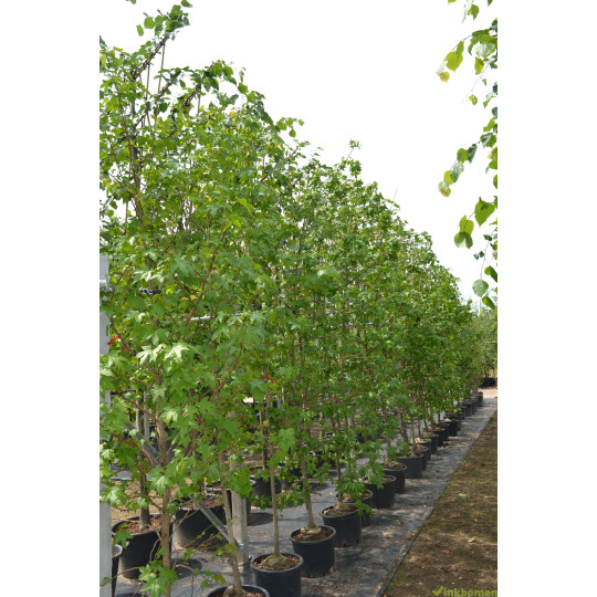 Liquidambar styraciflua