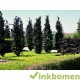 Fagus Sylvatica Dawijck purple