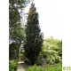 Fagus Sylvatica Dawijck purple