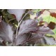 Fagus Sylvatica Dawijck purple