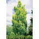 Fagus sylvatica Dawijck Gold