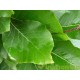 Fagus sylvatica Dawijck Gold