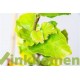 Fagus sylvatica Dawijck Gold
