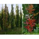 Quercus Palustris green pillar, moeras eik