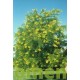 Gleditsia triacanthos Sunburst