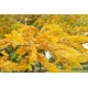 Gleditsia triacanthos Sunburst