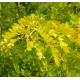 Gleditsia triacanthos Sunburst