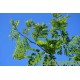 Gleditsia triacanthos Sunburst