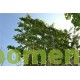 leilinde-tilia-pallida-meerjarig-voorgeleide-leiboom.html