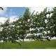 leilinde-tilia-pallida-meerjarig-voorgeleide-leiboom.html