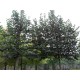 leilinde-tilia-pallida-meerjarig-voorgeleide-leiboom.html