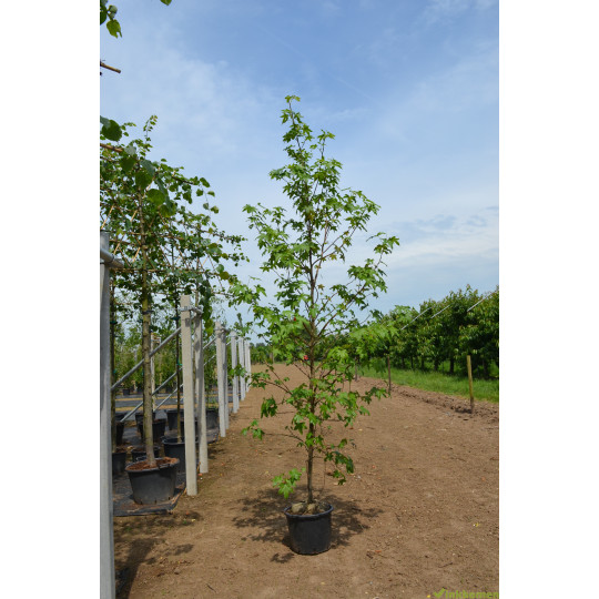 Liquidambar styraciflua