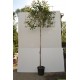 Leiphotinia, lei-glansmispel