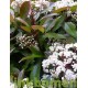 Leiphotinia, lei-glansmispel
