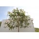 Leiphotinia, lei-glansmispel