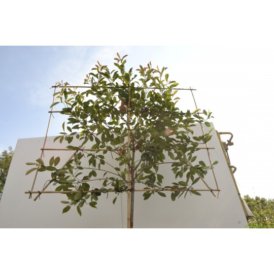 Leiphotinia, lei-glansmispel