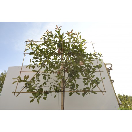 Leiphotinia, lei-glansmispel