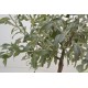 Pyrus salicifolia Pendula