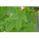 Liquidambar styraciflua