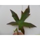dakamberboom blad