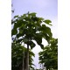 trompetboom, bolcatalpa, Catalpa Bignonioides Nana