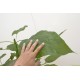 trompetboom, bolcatalpa, Catalpa Bignonioides Nana