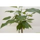 trompetboom, bolcatalpa, Catalpa Bignonioides Nana