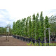 Liquidambar Slender Silhouette