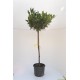 Prunus laurocerasus Otto Luyken