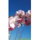 Bolkers, Prunus Autumnalis Rosea