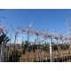 Bolkers, Prunus Autumnalis Rosea