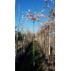 Bolkers, Prunus Autumnalis Rosea