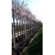Bolkers, Prunus Autumnalis Rosea